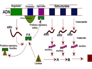Tanto la represión como la inducción son ejemplos de control negativo, dado que la proteína represora detiene (" turn off ") la transcripción.  La lactosa, el azúcar de la leche, es hidrolizada por la enzima beta-galactosidasa. Esta enzima es inducible: solo se produce en grandes cantidades cuando la lactosa, el sustrato sobre el cual opera, esta presente. En cambio, las enzimas para la síntesis del aminoácido triptófano se producen continuamente a menos que el triptófano este presente en el medio de cultivo, se dice en este caso que las enzimas sintetizadoras de triptófano están reprimidas.