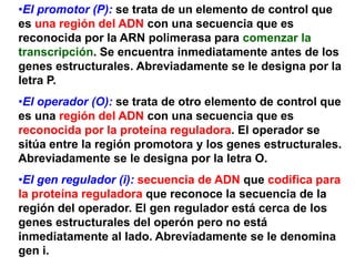 Los principales elementos que constituyen un operón son los siguientes:Los genes estructurales: llevan información para polipéptidos. Se trata de los genes cuya expresión está regulada.