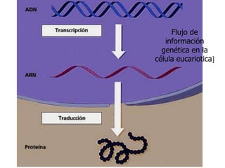 Flujo de información genética en la célula eucariotica] 