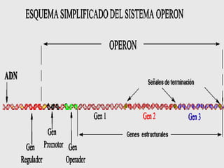 Los operones bacterianos suelen contener varios genes estructurales, son poligénicos o policistrónicos. Hay algunos operones bacterianos que tienen un solo gene estructural. 