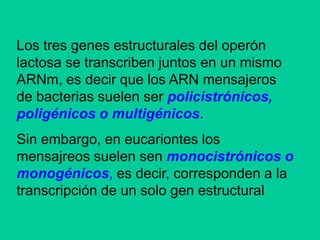 Los operones eucarióticos suelen contener un sólo gen estructural siendo monocistrónicos.El promotor (P): se trata de un elemento de control que es una región del ADN con una secuencia que es reconocida por la ARN polimerasa para comenzar la transcripción. Se encuentra inmediatamente antes de los genes estructurales. Abreviadamente se le designa por la letra P.
