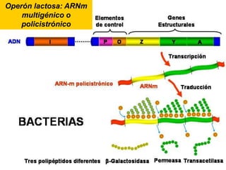 El operador (O): se trata de otro elemento de control que es una región del ADN con una secuencia que es reconocida por la proteína reguladora. El operador se sitúa entre la región promotora y los genes estructurales. Abreviadamente se le designa por la letra O.