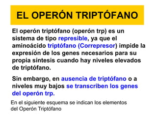 El gen regulador (i):secuencia de ADN que codifica para la proteína reguladora que reconoce la secuencia de la región del operador. El gen regulador está cerca de los genes estructurales del operón pero no está inmediatamente al lado. Abreviadamente se le denomina gen i.                                                                                              