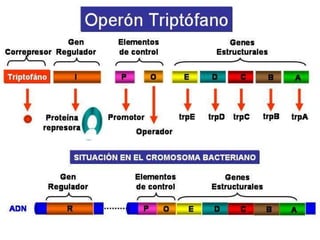 Los tres genes estructurales del operón lactosa se transcriben juntos en un mismo ARNm, es decir que los ARN mensajeros de bacterias suelen ser policistrónicos, poligénicos o multigénicos. Sin embargo, en eucariontes los mensajreos suelen sen monocistrónicos o monogénicos, es decir, corresponden a la transcripción de un solo gen estructural
