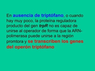 Operón lactosa: ARNm multigénico o policistrónicoOperón lactosa: ARNm multigénico o policistrónico