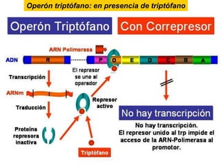 En ausencia de triptófano, o cuando hay muy poco, la proteína reguladora producto del gen trpR no es capaz de unirse al operador de forma que la ARN-polimerasa puede unirse a la región promtora y se transcriben los genes del operón triptófano