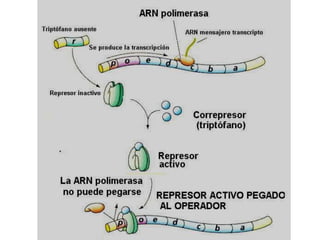 Operón triptófano: en ausencia de triptófano