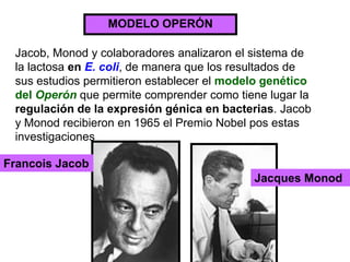 MODELO OPERÓNJacob, Monod y colaboradores analizaron el sistema de la lactosa enE. coli, de manera que los resultados de sus estudios permitieron establecer el modelo genético del Operón que permite comprender como tiene lugar la regulación de la expresión génica en bacterias. Jacob y Monod recibieron en 1965 el Premio Nobel pos estas investigacionesFrancois JacobJacques Monod