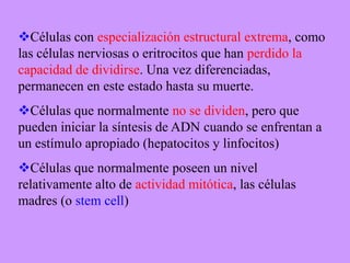 Operón triptófano: en presencia de triptófano