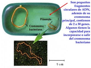 Son pequeños fragmentos circulares de ADN, además de su cromosoma principal, contienen de 2 a 30 genes. Algunos tienen la capacidad para incorporarse o salir del cromosoma bacteriano