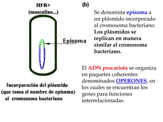 Se denomina episoma a un plásmido incorporado al cromosoma bacteriano. Los plásmidos se replican en manera similar al cromosoma bacteriano.El ADN procariota se organiza en paquetes coherentes denominados OPERONES, en los cuales se encuentran los genes para funciones interrelacionadas. 