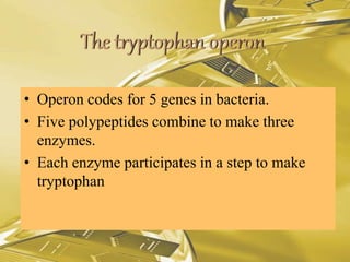 • Operon codes for 5 genes in bacteria.
• Five polypeptides combine to make three
enzymes.
• Each enzyme participates in a step to make
tryptophan
 