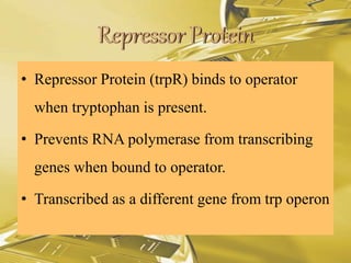 • Repressor Protein (trpR) binds to operator
when tryptophan is present.
• Prevents RNA polymerase from transcribing
genes when bound to operator.
• Transcribed as a different gene from trp operon
 