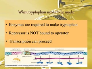 • Enzymes are required to make tryptophan
• Repressor is NOT bound to operator
• Transcription can proceed
 