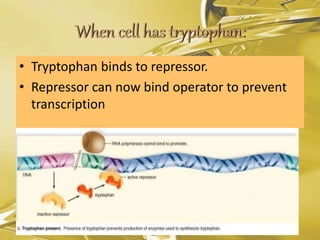 • Tryptophan binds to repressor.
• Repressor can now bind operator to prevent
transcription
 