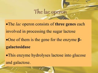 The lac operon consists of three genes each
involved in processing the sugar lactose
One of them is the gene for the enzyme β-
galactosidase
This enzyme hydrolyses lactose into glucose
and galactose.
 