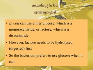 • E. coli can use either glucose, which is a
monosaccharide, or lactose, which is a
disaccharide
• However, lactose needs to be hydrolysed
(digested) first
• So the bacterium prefers to use glucose when it
can.
 