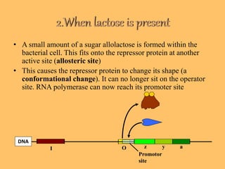 • A small amount of a sugar allolactose is formed within the
bacterial cell. This fits onto the repressor protein at another
active site (allosteric site)
• This causes the repressor protein to change its shape (a
conformational change). It can no longer sit on the operator
site. RNA polymerase can now reach its promoter site
Promotor
site
z y a
DNA
I O
 