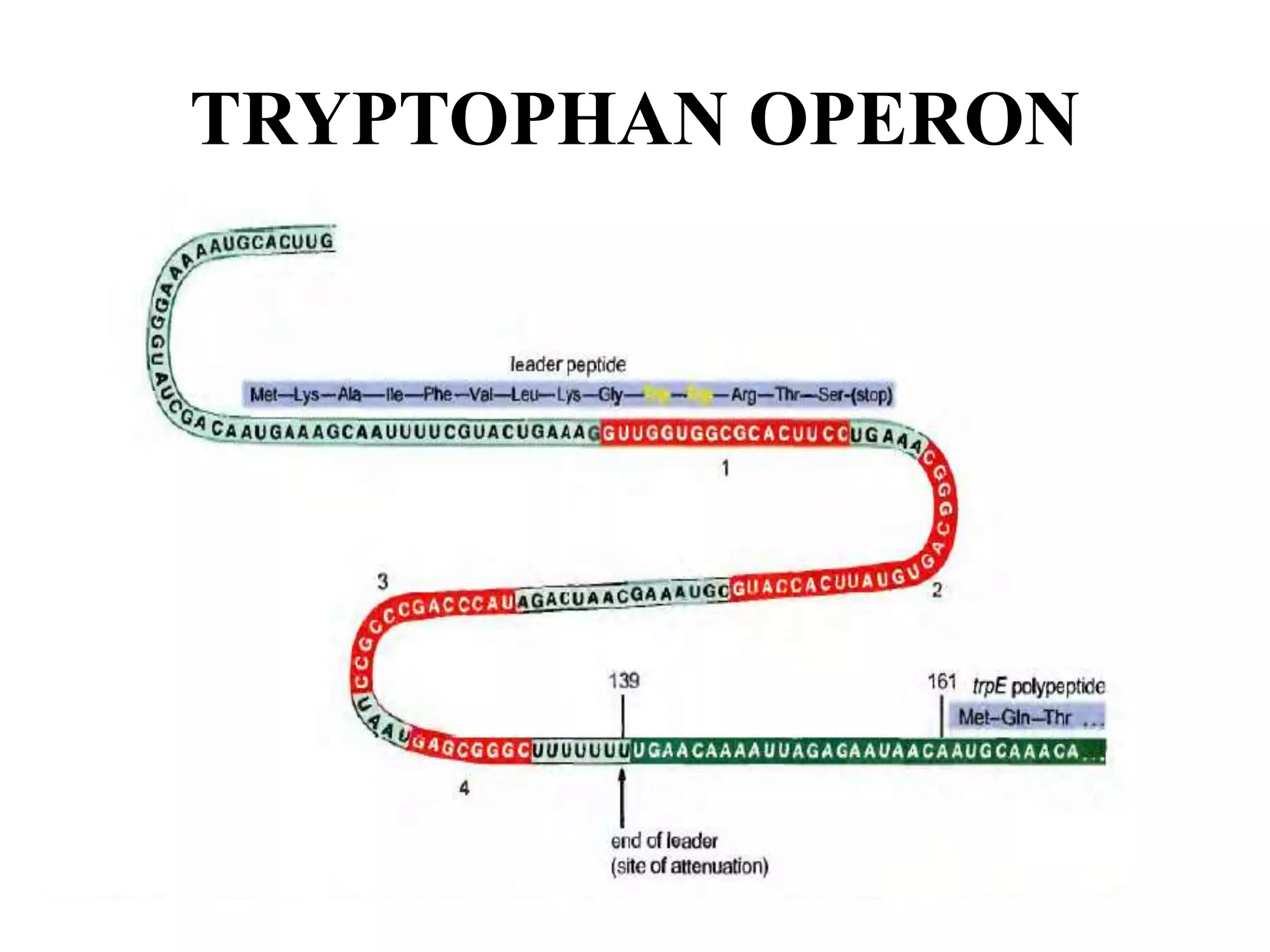 TRYPTOPHAN OPERON
 
