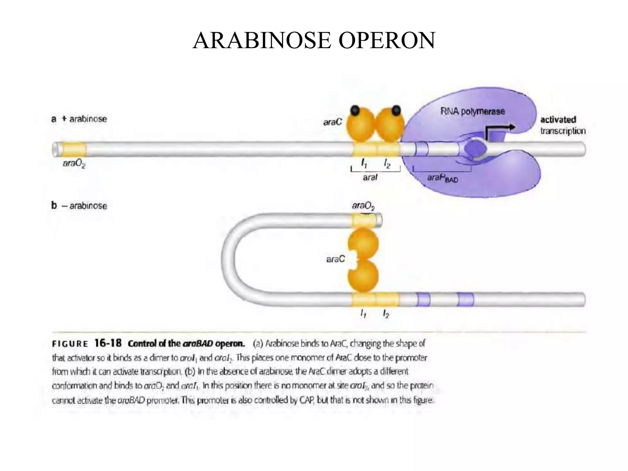 ARABINOSE OPERON
 