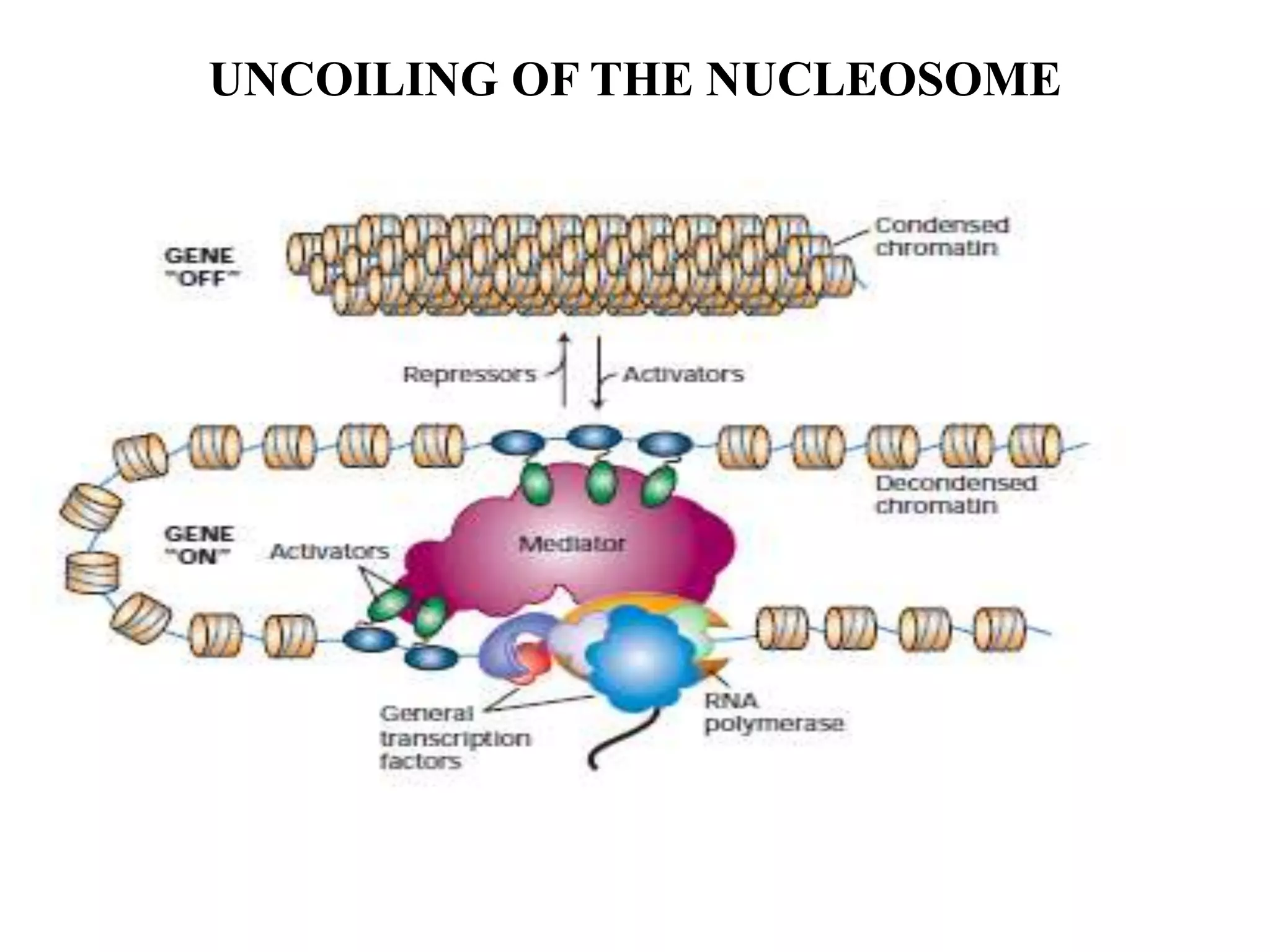 UNCOILING OF THE NUCLEOSOME
 
