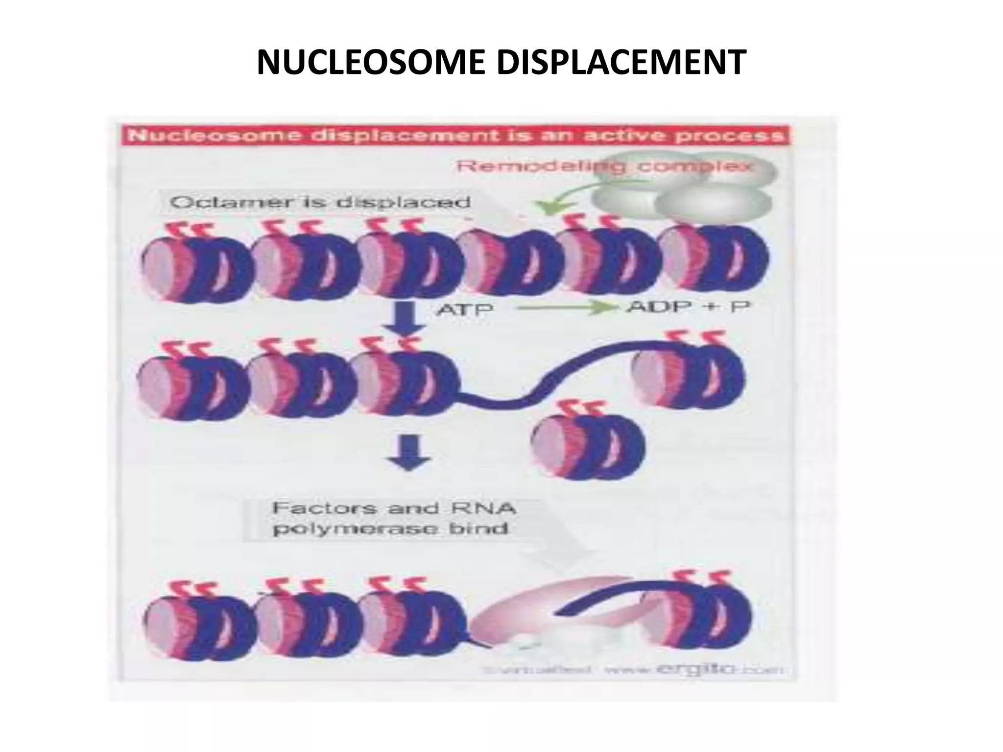 NUCLEOSOME DISPLACEMENT
 