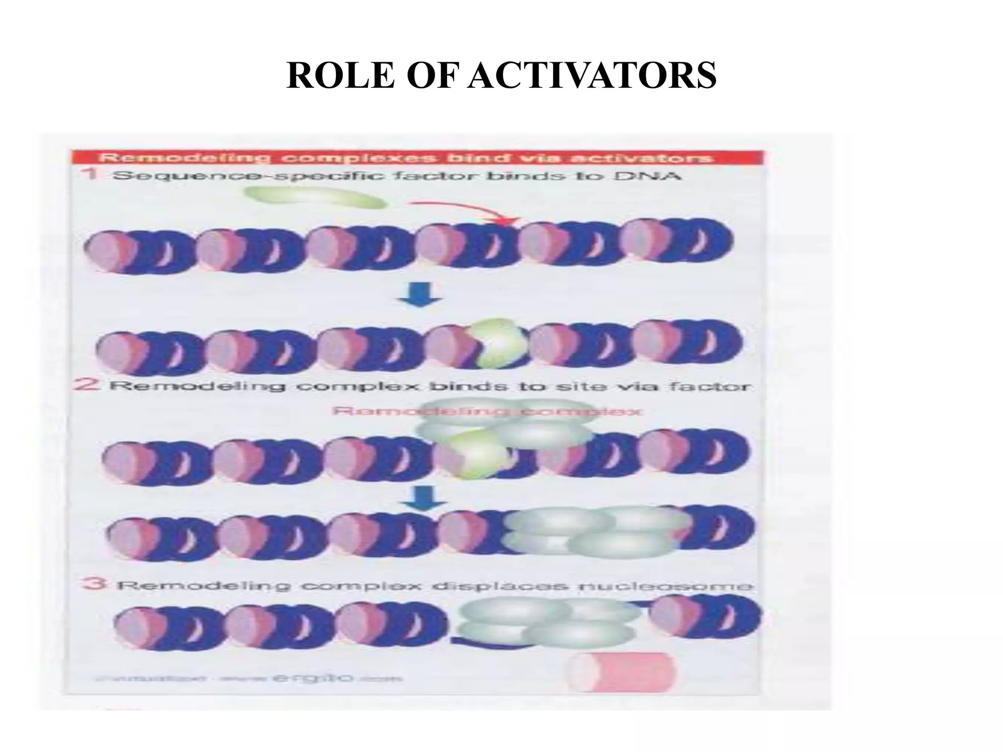 ROLE OF ACTIVATORS
 