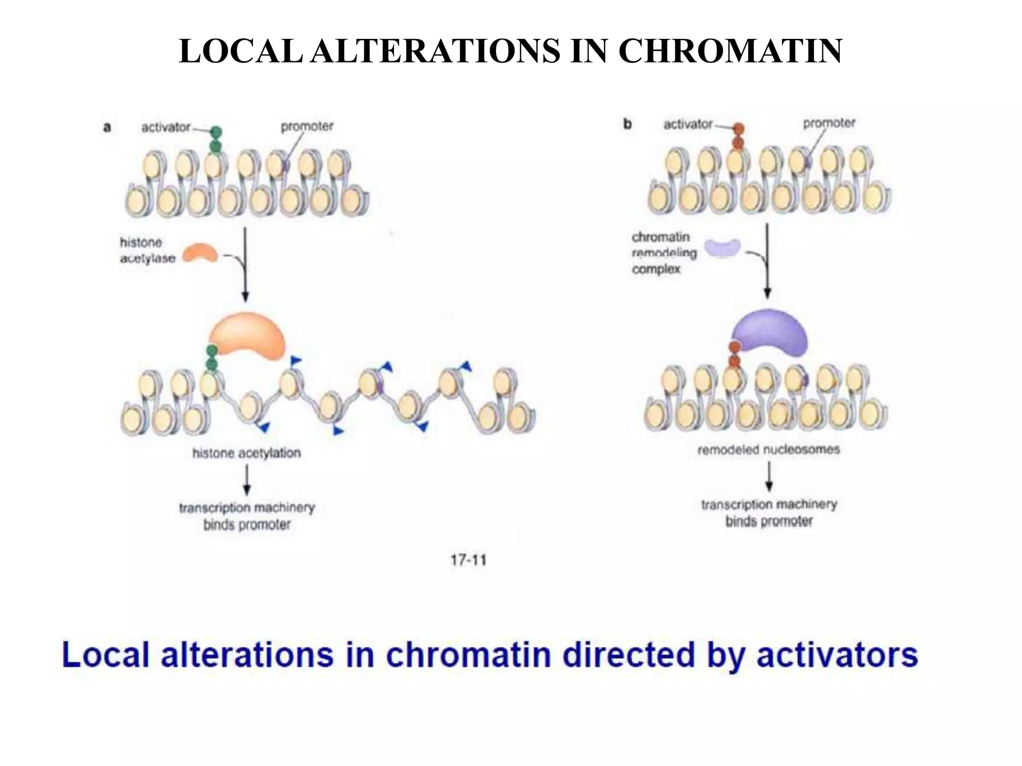 LOCALALTERATIONS IN CHROMATIN
 