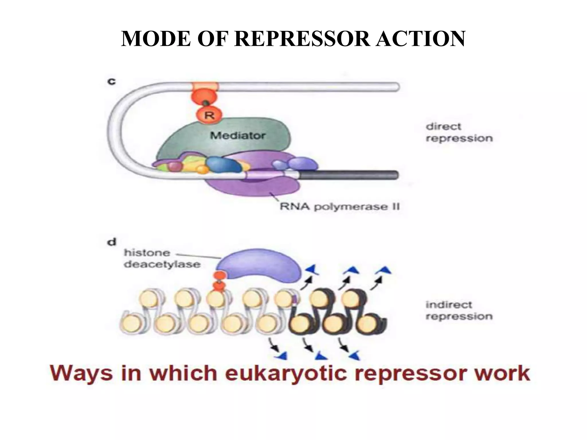 MODE OF REPRESSOR ACTION
 