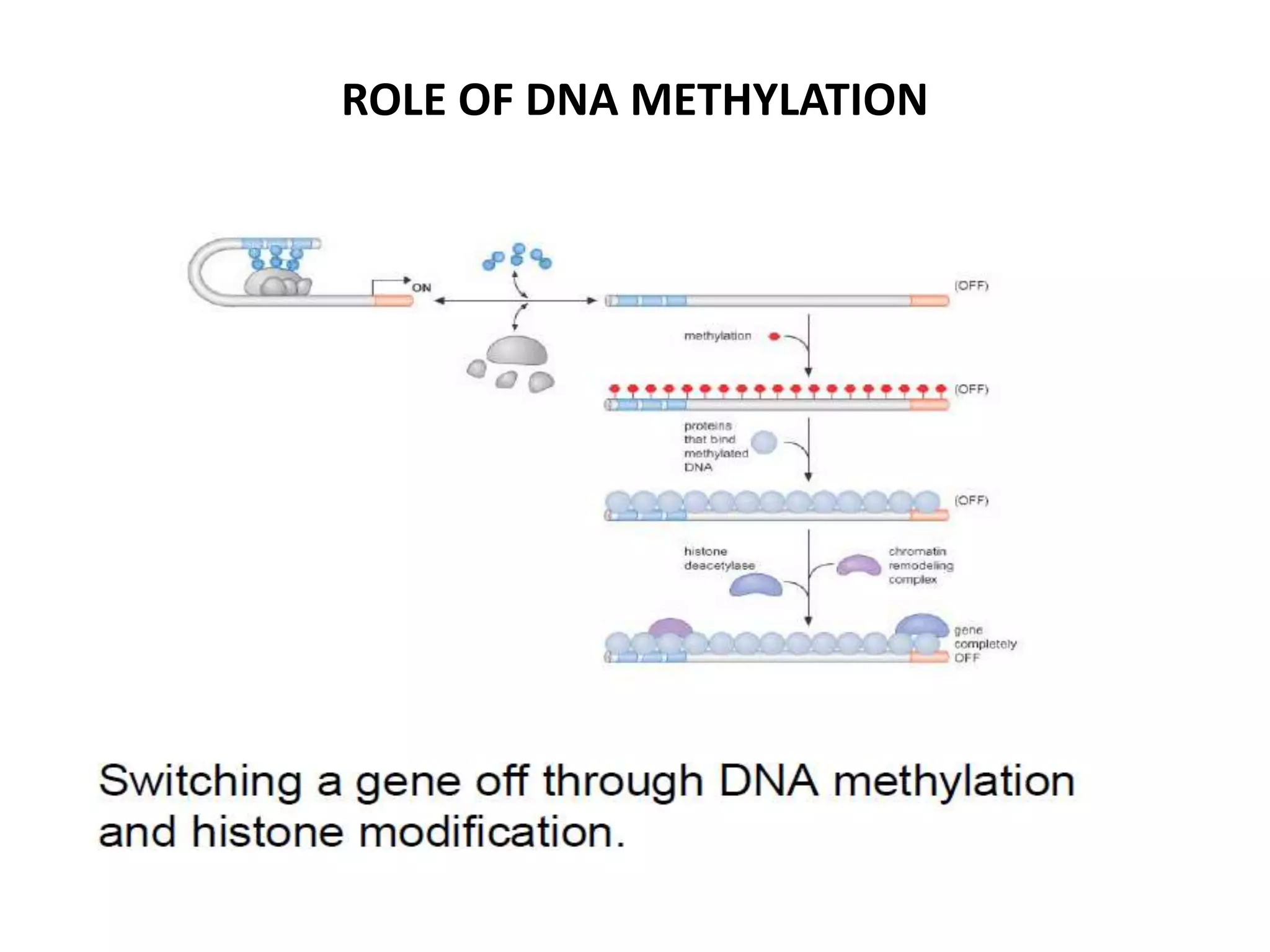 ROLE OF DNA METHYLATION
 