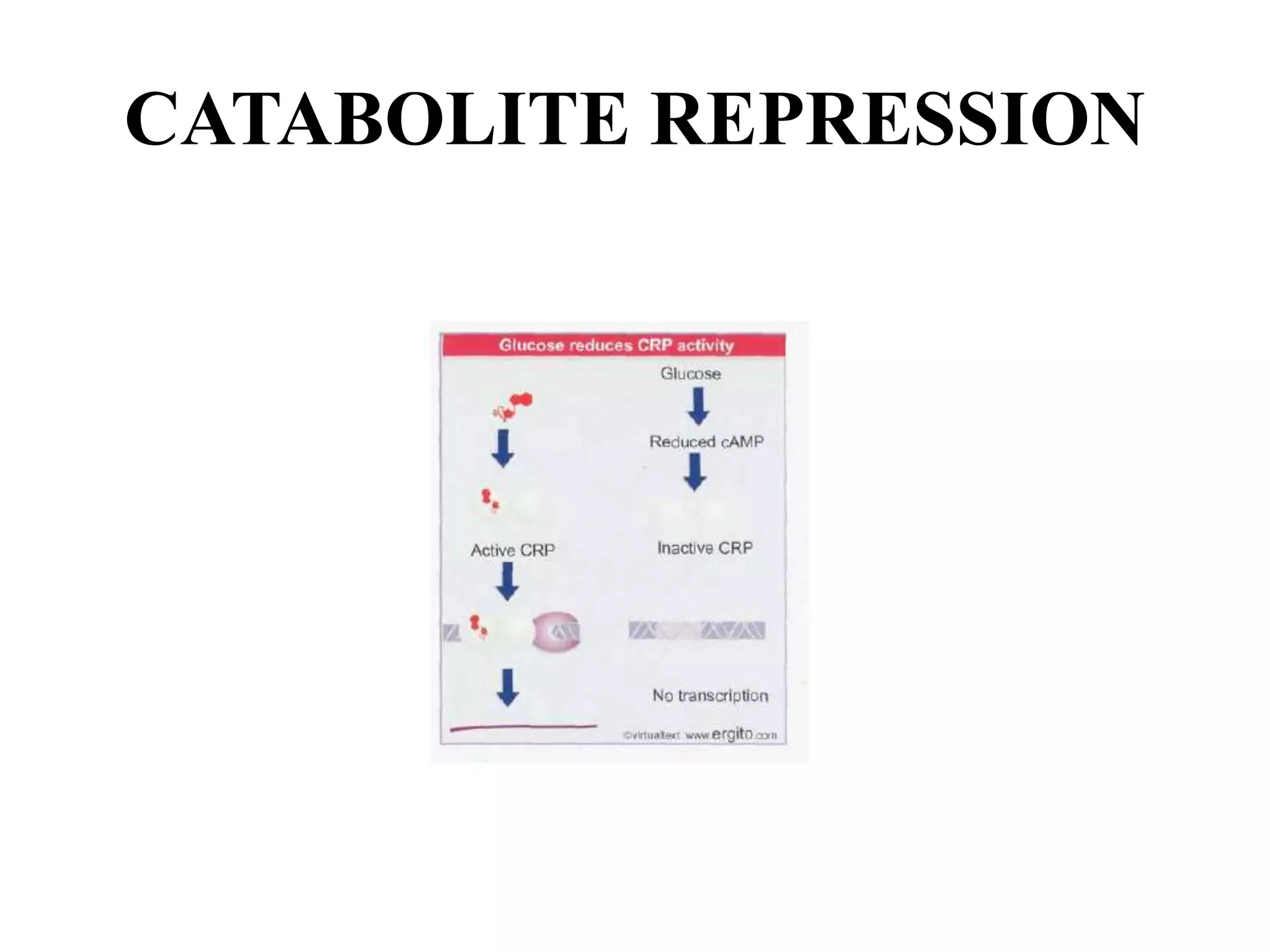 CATABOLITE REPRESSION
 