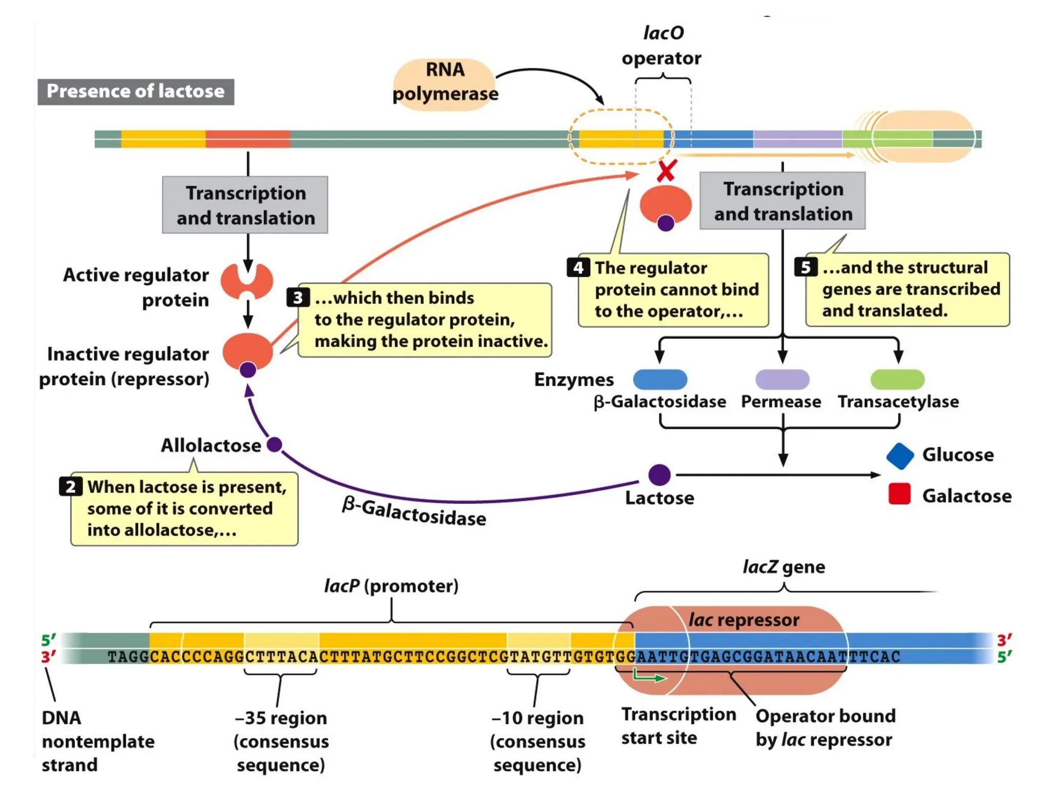 Lac operon, trp operon, Operon, structure and regulation | PPT