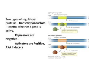 Two types of regulatory
proteins—transcription factors
—control whether a gene is
active.
Repressors are
Negative
Activators are Positive,
AKA Inducers
 
