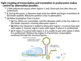 Tight coupling of transcription and translation in prokaryotes makes
control by attenuation possible.
 i. RNA polymerase pauses when regions 1 and 2 base-pair just after they are
synthesized
 ii. During the pause, a ribosome loads onto the mRNA and begins translation of
the leader peptide. Ribosome position is key to attenuation:
 (1) When tryptophan (Trp) is scarce:
 (a) Trp–tRNAs are unavailable, and the ribosome stalls at the Trp codons in
the leader sequence, covering attenuator region 1.
 (b) When the ribosome is stalled in attenuator region 1, it cannot base-pair
with region 2. Instead, region 2 pairs with region 3 when it is synthesized.
 (c) If region 3 is paired with region 2, it is unable to pair with region 4 when
it is synthesized. Without the region 3–4 terminator, transcription
continues through the structural genes.
 