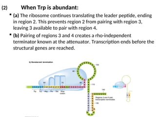 (2) When Trp is abundant:
 (a) The ribosome continues translating the leader peptide, ending
in region 2. This prevents region 2 from pairing with region 3,
leaving 3 available to pair with region 4.
 (b) Pairing of regions 3 and 4 creates a rho-independent
terminator known at the attenuator. Transcription ends before the
structural genes are reached.
 