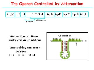 Trp Operon Controlled by Attenuation
trpR P O 1 2 3 4 trpE trpD trp C trp B trpA
attenuator
Leader
•attenuation can form
under certain conditions
•base-pairing can occur
between
1 - 2 2 - 3 3 - 4
Attenuation
 
