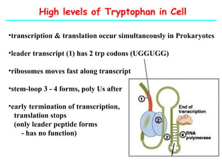 High levels of Tryptophan in Cell
•transcription & translation occur simultaneously in Prokaryotes
•leader transcript (1) has 2 trp codons (UGGUGG)
•ribosomes moves fast along transcript
•stem-loop 3 - 4 forms, poly Us after
•early termination of transcription,
translation stops
(only leader peptide forms
- has no function)
 