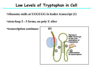 Low Levels of Tryptophan in Cell
•ribosome stalls at UGGUGG in leader transcript (1)
•stem-loop 2 - 3 forms, no poly U after
•transcription continues
 