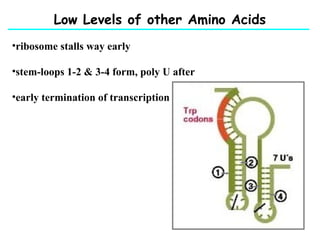 Low Levels of other Amino Acids
•ribosome stalls way early
•stem-loops 1-2 & 3-4 form, poly U after
•early termination of transcription
 