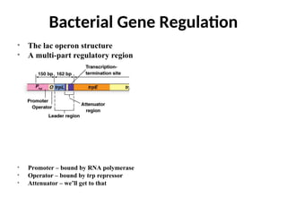 • The lac operon structure
• A multi-part regulatory region
• Promoter – bound by RNA polymerase
• Operator – bound by trp repressor
• Attenuator – we’ll get to that
Bacterial Gene Regulation
 