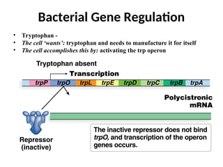 • Tryptophan -
• The cell ‘wants’: tryptophan and needs to manufacture it for itself
• The cell accomplishes this by: activating the trp operon
Bacterial Gene Regulation
 