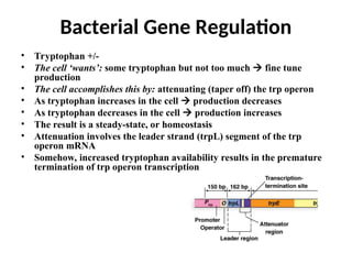 • Tryptophan +/-
• The cell ‘wants’: some tryptophan but not too much  fine tune
production
• The cell accomplishes this by: attenuating (taper off) the trp operon
• As tryptophan increases in the cell  production decreases
• As tryptophan decreases in the cell  production increases
• The result is a steady-state, or homeostasis
• Attenuation involves the leader strand (trpL) segment of the trp
operon mRNA
• Somehow, increased tryptophan availability results in the premature
termination of trp operon transcription
Bacterial Gene Regulation
 