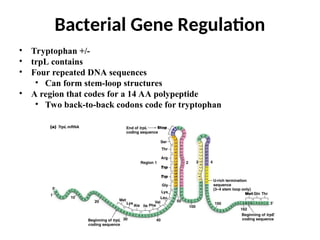 • Tryptophan +/-
• trpL contains
• Four repeated DNA sequences
• Can form stem-loop structures
• A region that codes for a 14 AA polypeptide
• Two back-to-back codons code for tryptophan
Bacterial Gene Regulation
 