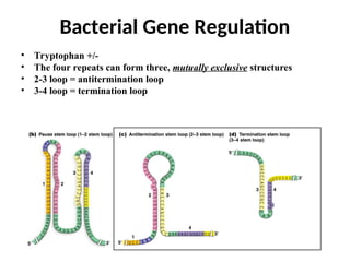 • Tryptophan +/-
• The four repeats can form three, mutually exclusive structures
• 2-3 loop = antitermination loop
• 3-4 loop = termination loop
Bacterial Gene Regulation
 