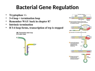 • Tryptophan +/-
• 3-4 loop = termination loop
• Remember WAY back in chapter 8?
• Intrinsic termination
• If 3-4 loop forms, transcription of trp is stopped
Bacterial Gene Regulation
 