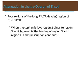 Attenuation in the trp Operon of E. coli
• Four regions of the long 5′ UTR (leader) region of
trpE mRNA
• When tryptophan is low, region 2 binds to region
3, which prevents the binding of region 3 and
region 4, and transcription continues.
 