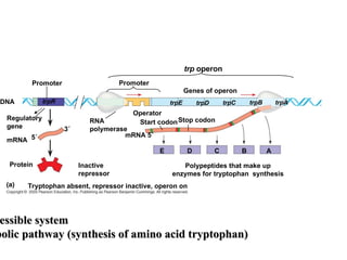 Promoter Promoter
DNA trpR
Regulatory
gene
RNA
polymerase
mRNA
3
5
Protein Inactive
repressor
Tryptophan absent, repressor inactive, operon on
mRNA 5
trpE trpD trpC trpB trpA
Operator
Start codonStop codon
trp operon
Genes of operon
E
Polypeptides that make up
enzymes for tryptophan synthesis
D C B A
ressible system
essible system
bolic pathway (synthesis of amino acid tryptophan)
bolic pathway (synthesis of amino acid tryptophan)
 