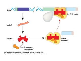 DNA
Protein
Tryptophan
(corepressor)
Tryptophan present, repressor active, operon off
mRNA
Active
repressor
No RNA made
 