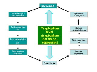 Synthesis
of enzymes
Switch
transcription on
Turn operator
on
Inactive
repressor
co-repressor -
rep. complex
Switch operator
off
Turn transcription
off
Stop enzyme
synthesis
Tryptophan
level
(tryptophan
act as co-
repressor)
Decrease
Increase
 