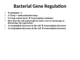 • Tryptophan +/-
• 2-3 loop = antitermination loop
• 3-4 loop cannot form  transcription continues
• How does the cell control this in such a way to encourage or
discourage trp expression?
• As tryptophan increases in the cell  transcription decreases
• As tryptophan decreases in the cell  transcription increases
Bacterial Gene Regulation
 